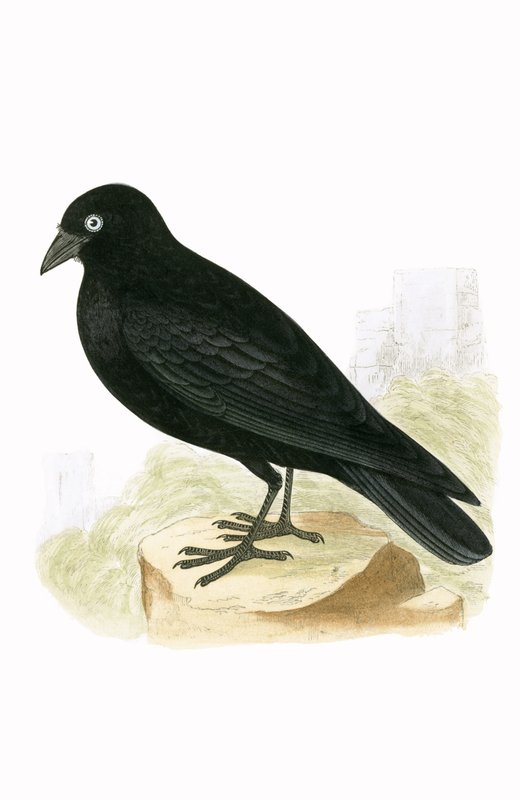 Black Jackdaw, illustration from 