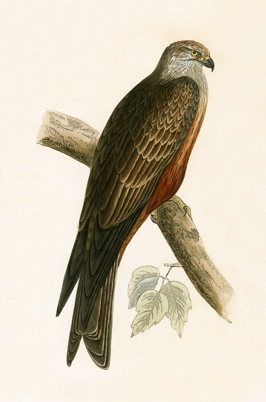 Kara Uçurtma, Charles Robert Bree (1811-86) tarafından 