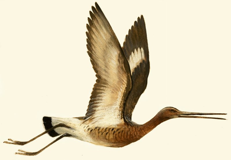 Siyah Kuyruklu Godwit by English School
