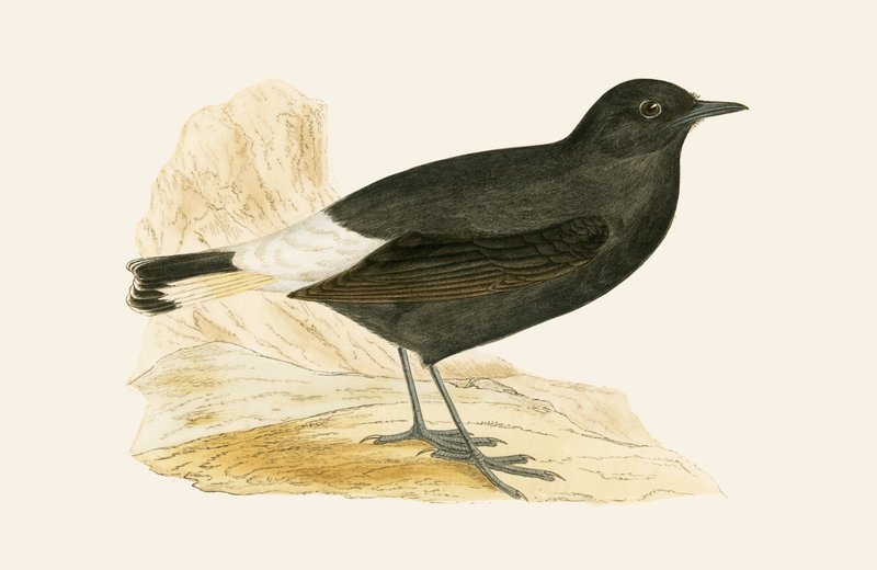Kara Wheatear, Charles Robert Bree (1811-86) tarafından 