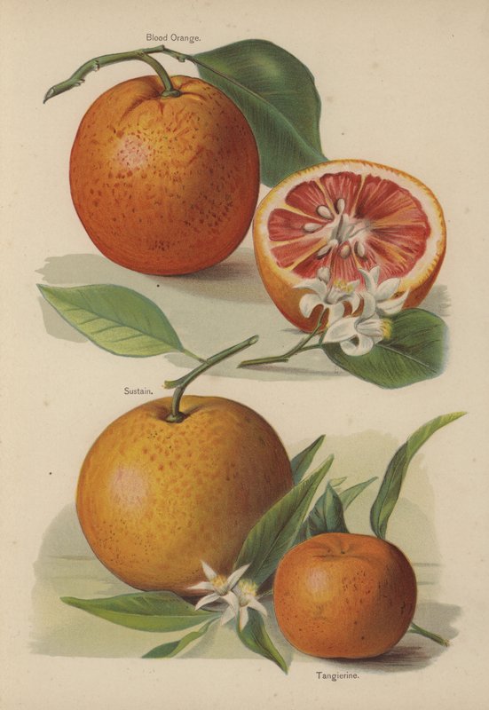 Kan Portakalı, Sürdürmek, Mandalina by English School