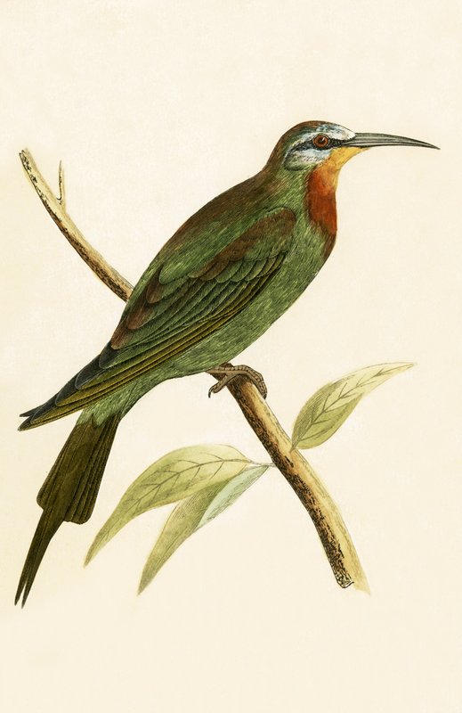 Mavi Yanaklı Arı Yiyen, Charles Robert Bree (1811-86), 1867
