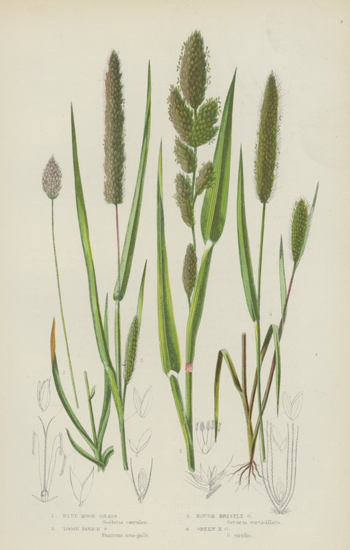 Mavi Bozkır Otu, Gevşek Panik Otu, Kaba Kıl Otu, Yeşil Kıl Otu (renkli litho) by English School