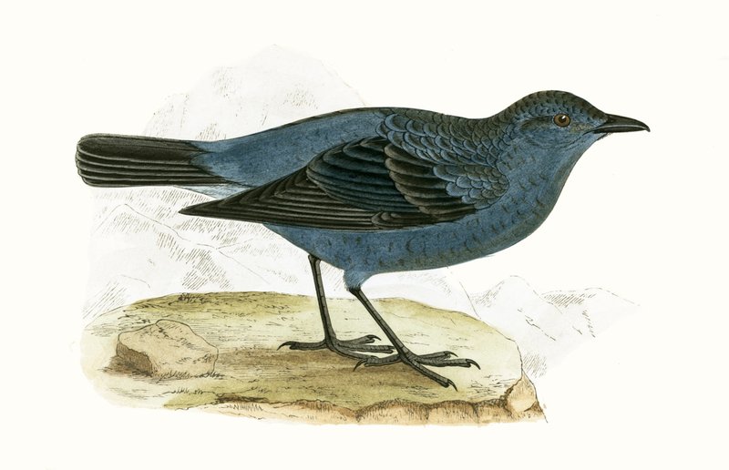 Mavi Pamukçuk, Charles Robert Bree (1811-86) tarafından 