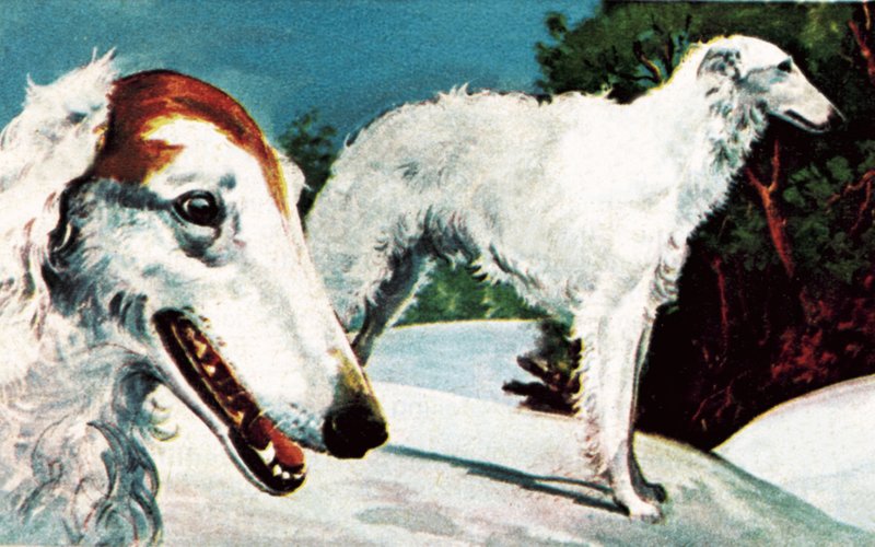 Borzoi by English School