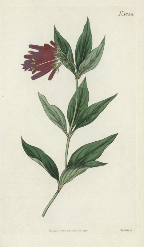 botanik gravür by English School