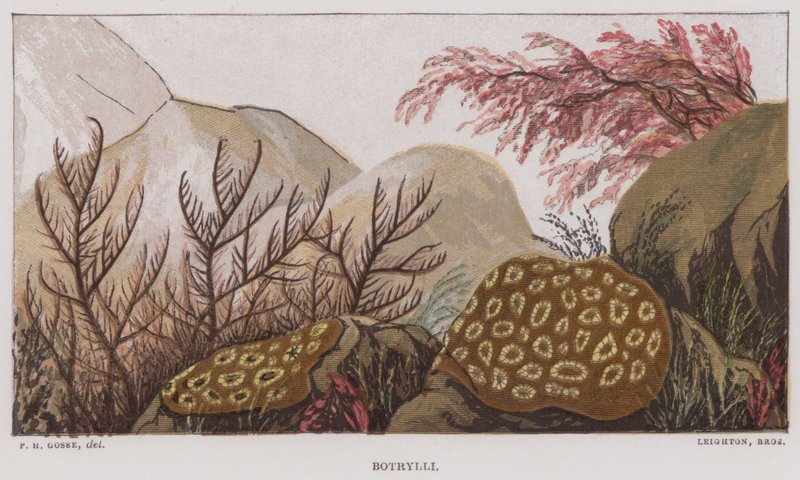 Botrylli (renkli lito) by English School