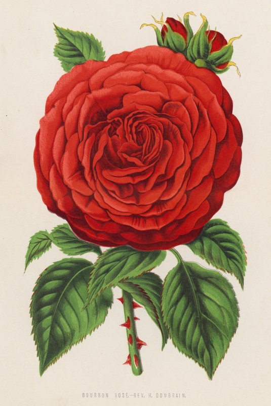 Bourbon Rose, Rev H Dombrain (renkli taş) by English School