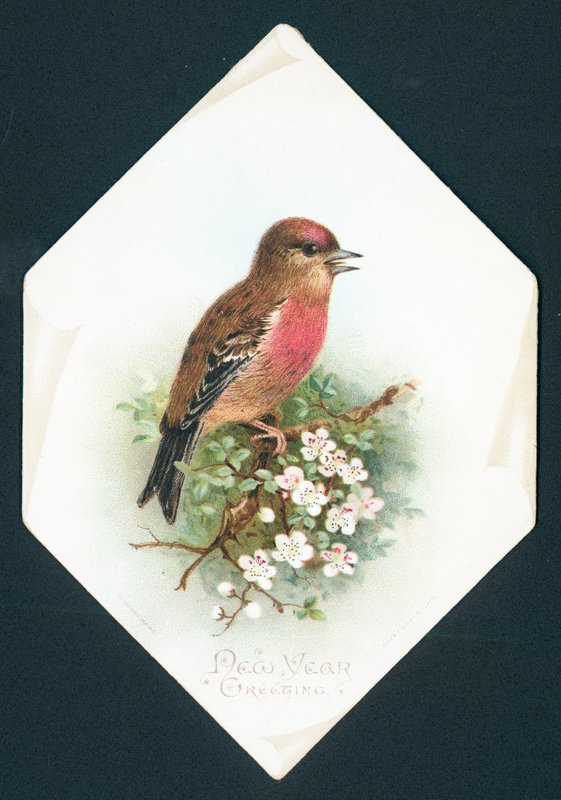 Brambling, Yeni Yıl Kartı by English School