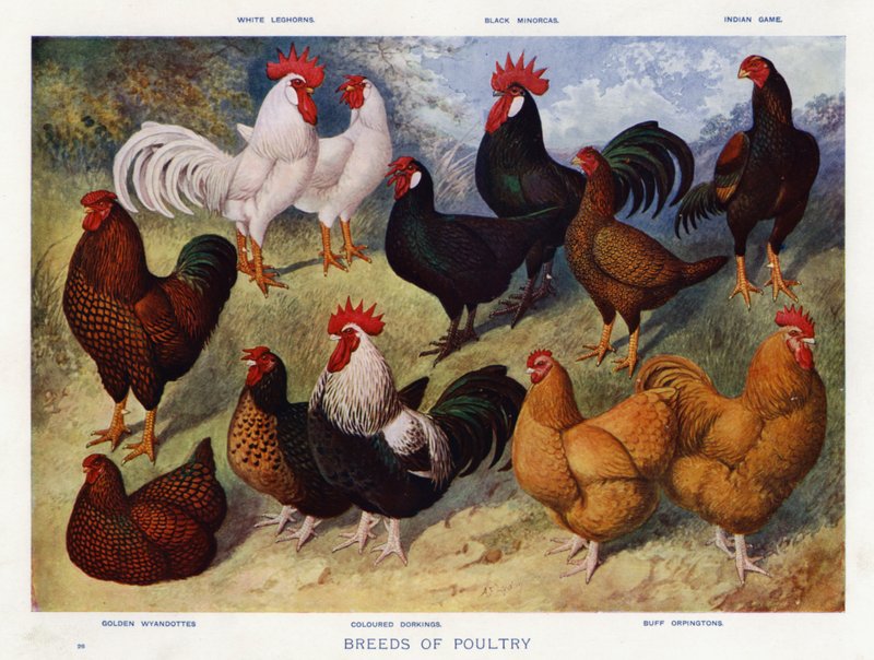 Kanatlı Irkları (renkli taş) by English School