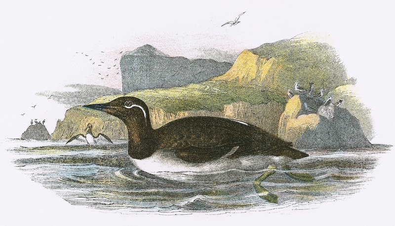 dizginlenmiş Guillemot by English School