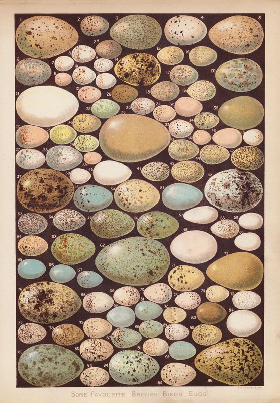 İngiliz kuşlarının yumurtaları (chromolitho) by English School