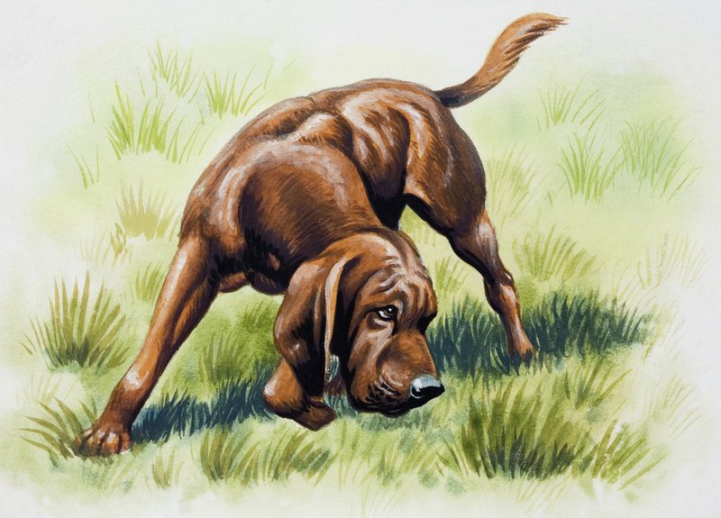 kahverengi köpek by English School