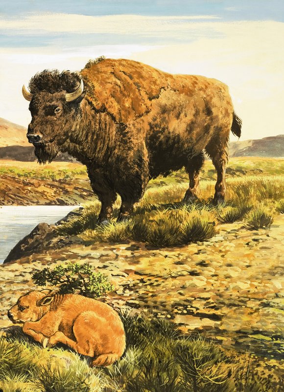 bufalo by English School