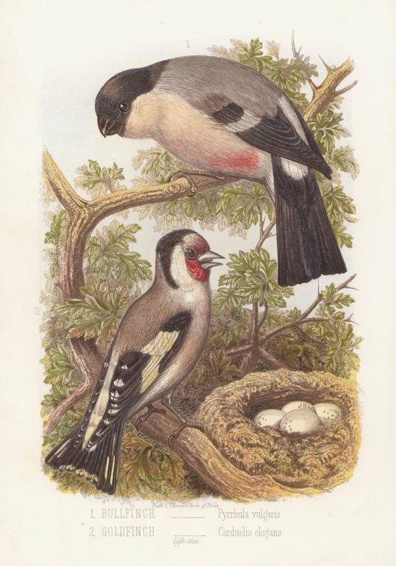 Şakrak kuşu, Pyrrhula Vulgaris ve Saka kuşu, Carduelis Elegans (renkli taş) by English School