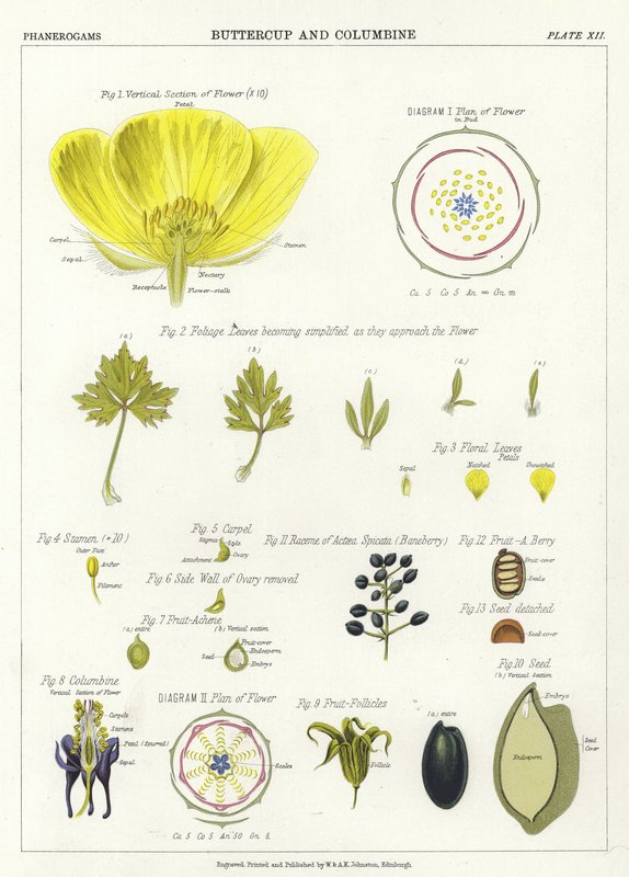 Düğünçiçeği ve Columbine by English School