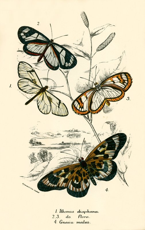 Butterflies by English School