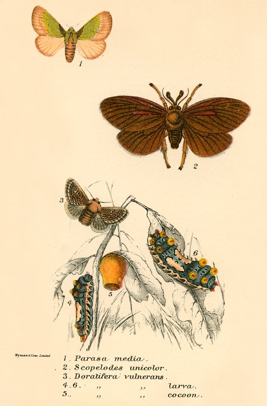 Ibisobanuro birambuye by