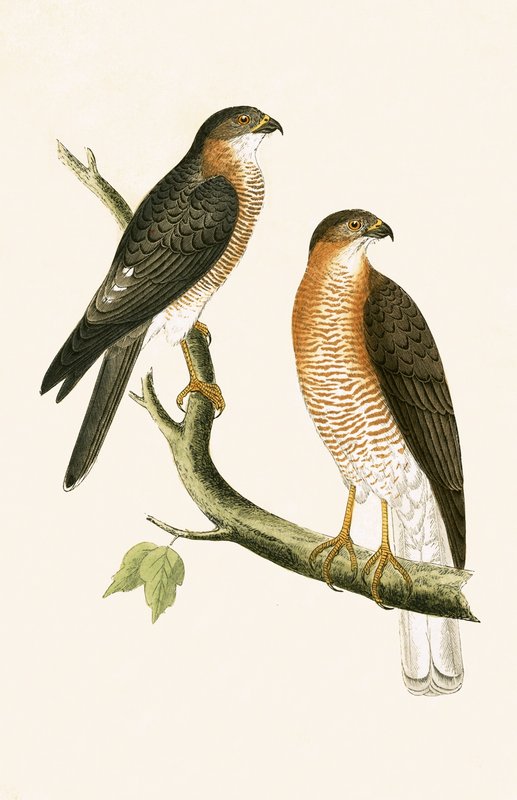 Kalküta Serçe Şahini, Charles Robert Bree (1811-86) tarafından 