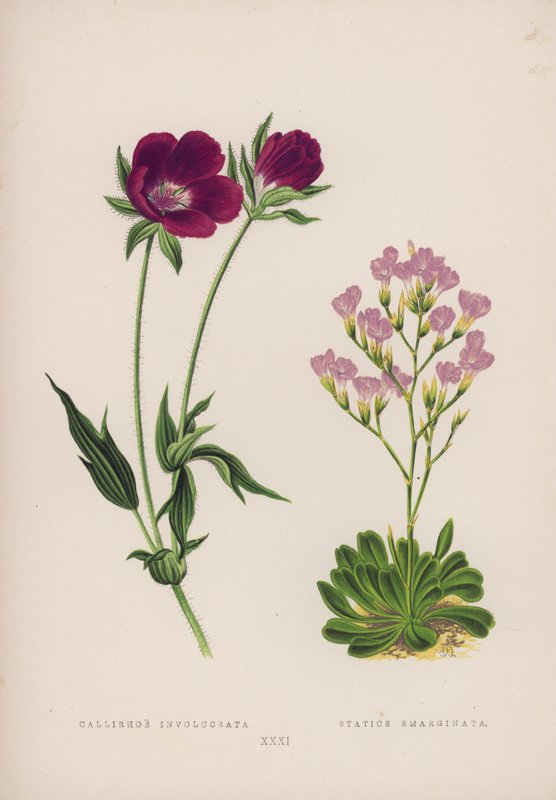 Callirhoe Dahil; Kenarlı Statik (renkli lito) by English School
