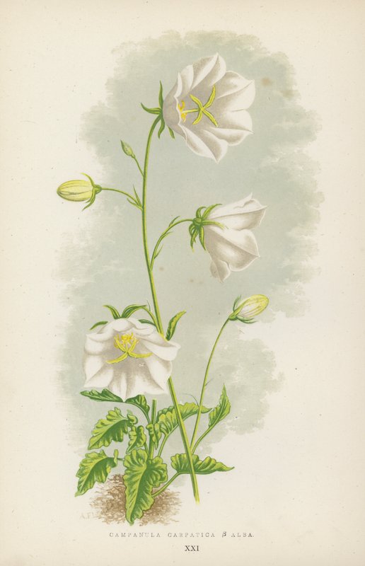 Campanula Carpatica B Alba (renkli taş) by English School
