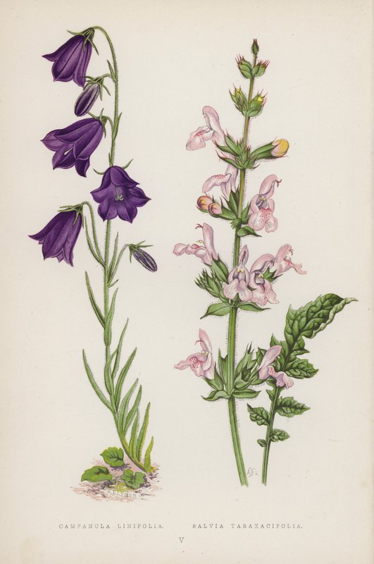 Campanula Linifolia; Salvia Taraxacifolia (renkli taş) by English School