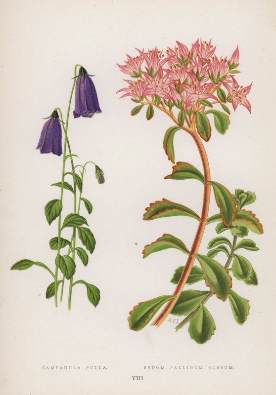 Campanula Pulla; Sedum Pallidum Roseum (renkli taş) by English School
