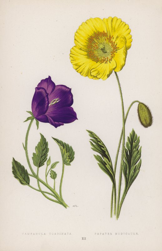 Campanula Turbinata; Poppy Nudicaule (renkli lito) by English School