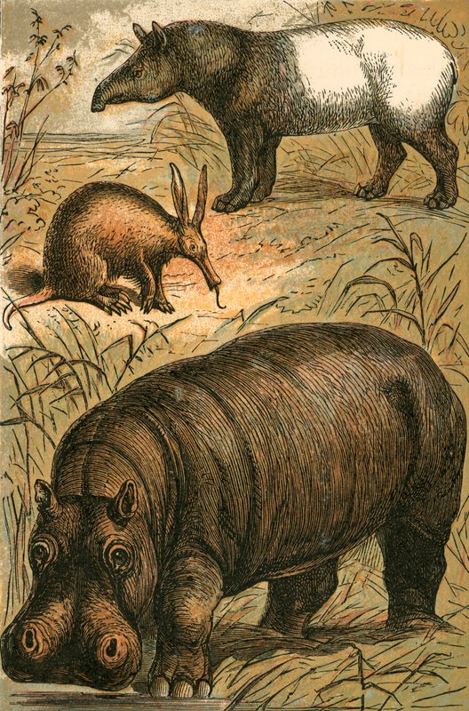 Cape Anteater, Malay Tapir ve Su Aygırı by English School