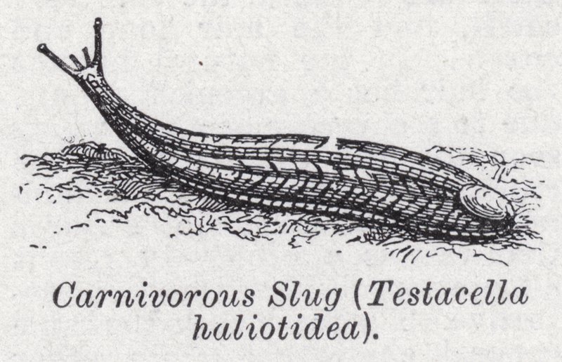 Etçil sümüklü böcek, Testacella haliotidea (lito) by English School