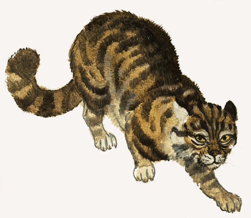 Kedi by English School