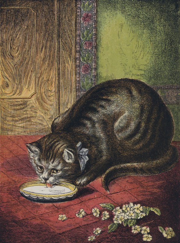 kedi, içen süt by English School