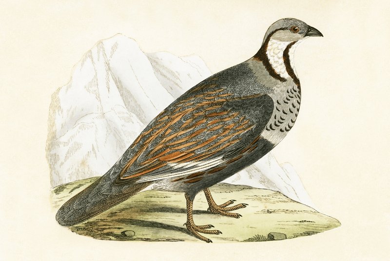 Kafkas Kar Kekliği, Charles Robert Bree (1811-86) tarafından 