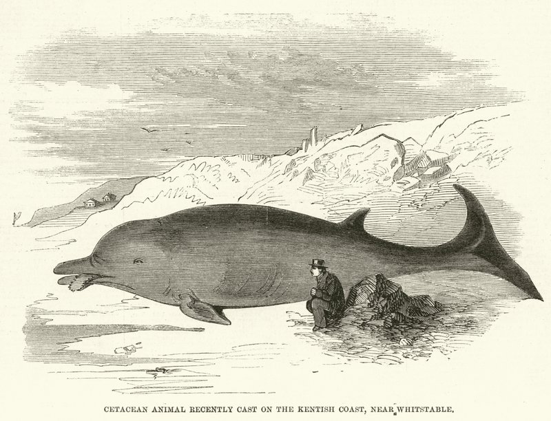 Cetacean Animal yakın zamanda Kentish Coast
