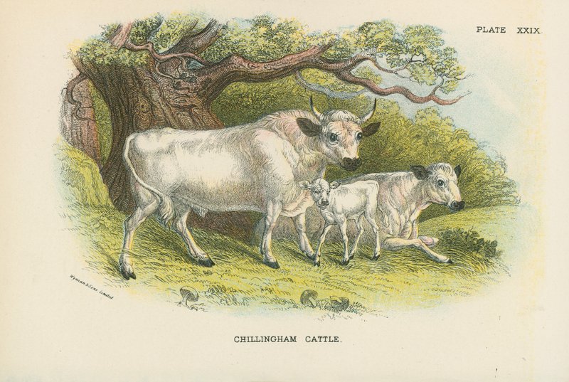 Chillingham Sığırı by English School