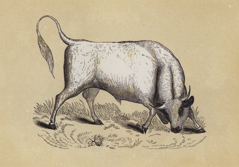 Chillingham Wild Bull (renkli taş) by English School