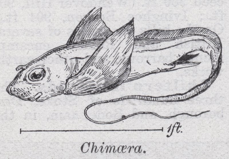 Kimera (lito) by English School