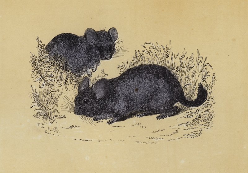 Chinchilla (renkli lito) by English School