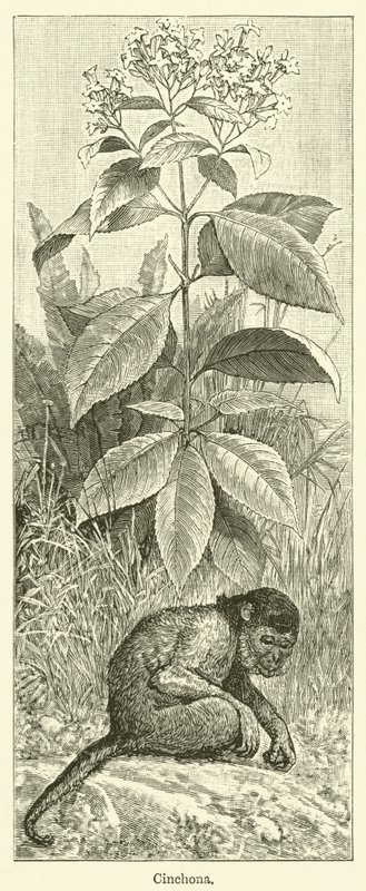 Cinchona (gravür) by English School
