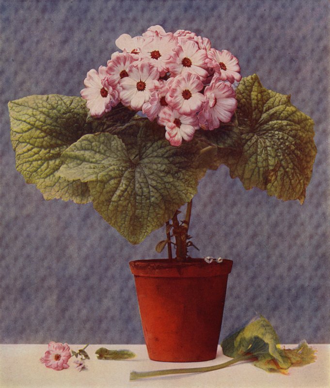 Cineraria (fotogravür) by English School