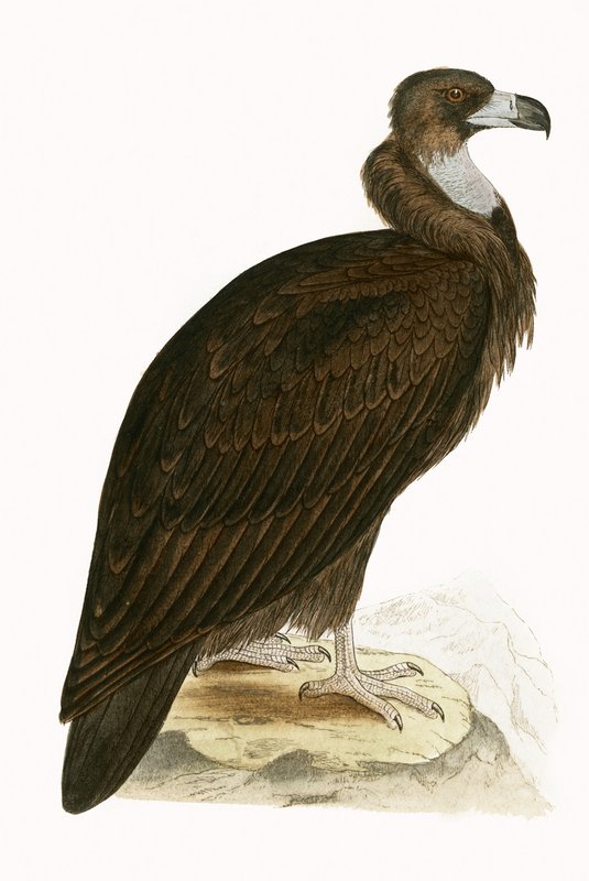 Cinereous Vulture, Charles Robert Bree (1811-86) tarafından 