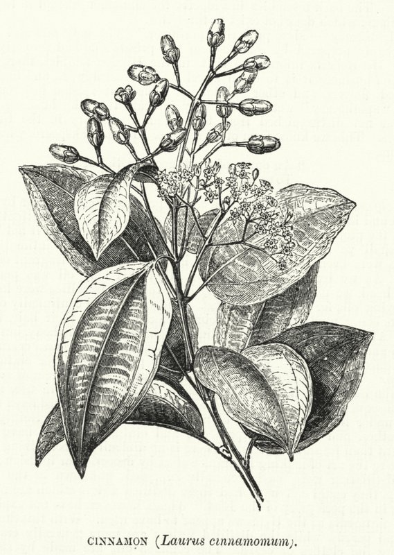 Tarçın, Laurus tarçın (gravür) by English School