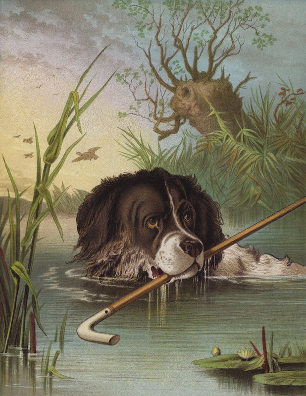 Zeki Dash (chromolitho) by English School