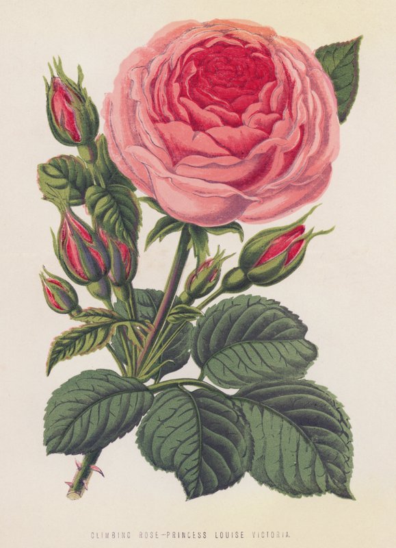 Tırmanma Gülü, Prenses Louise Victoria (renkli taş) by English School