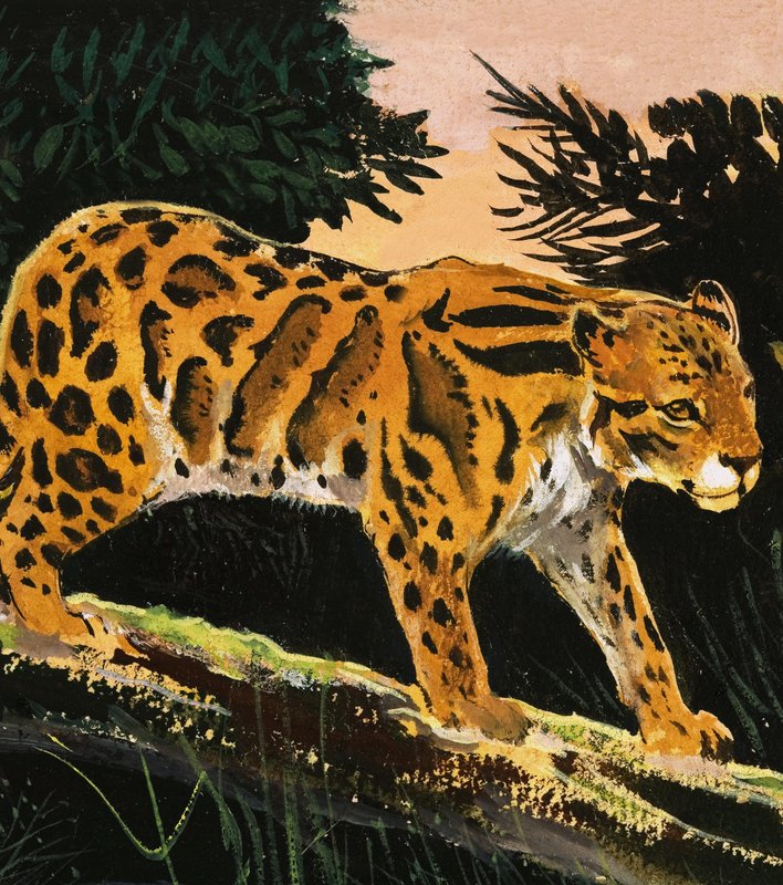 Bulutlu Leopar by English School