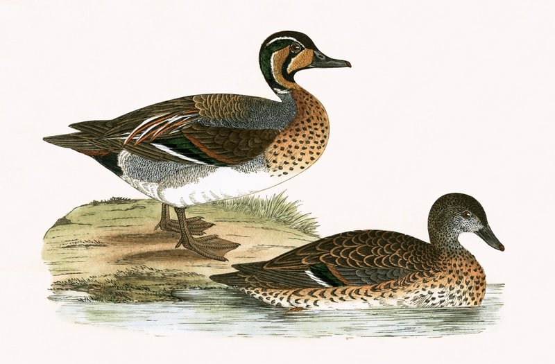 Clucking Teal, Charles Robert Bree (1811-86) tarafından 