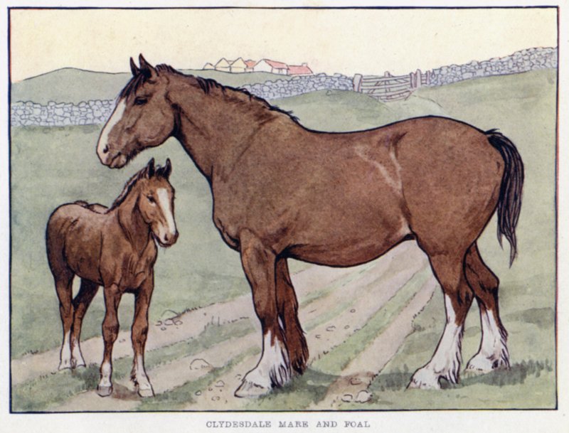 Clydesdale Kısrak ve Tay by English School