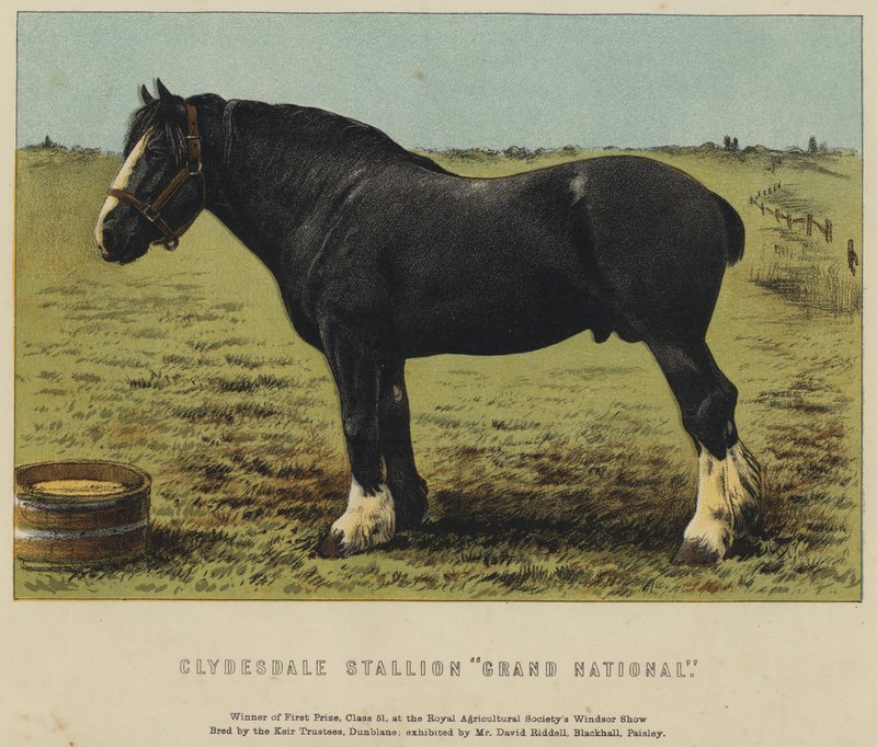 Clydesdale Aygırı "Grand National" (renkli taş) by English School