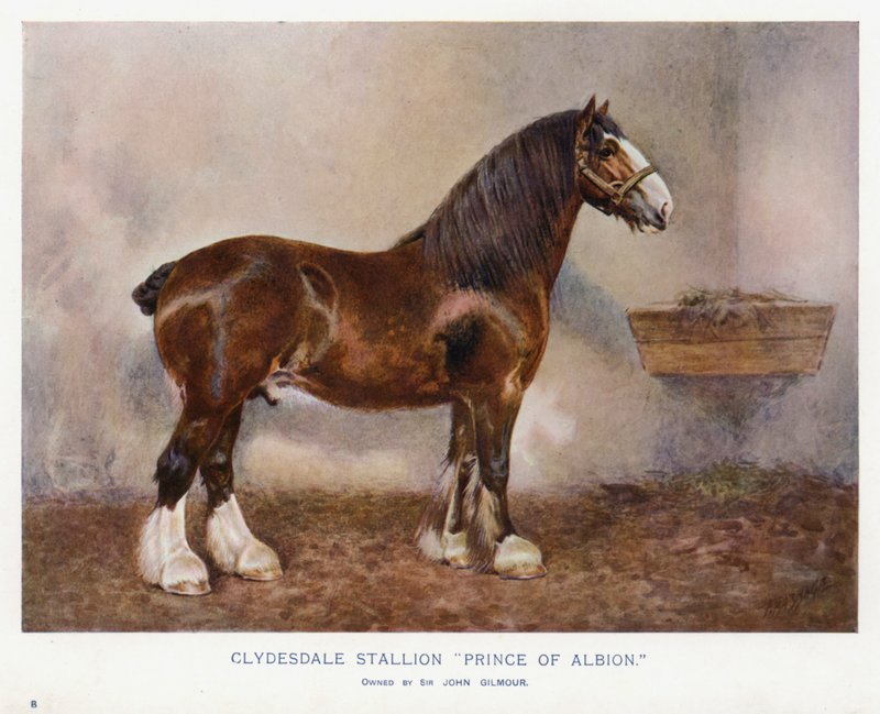Clydesdale Aygırı "Albion Prensi" by English School