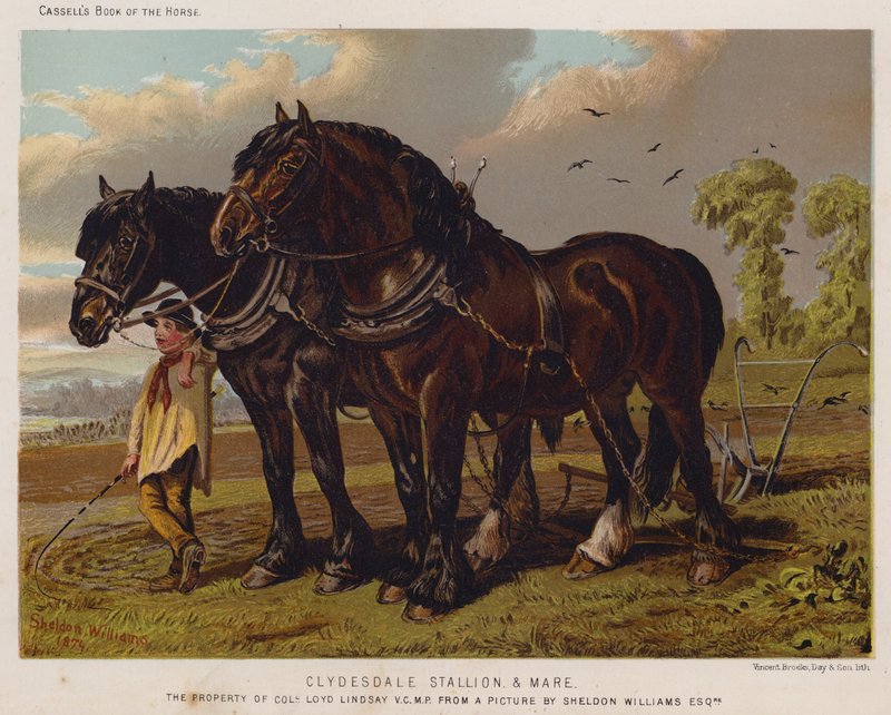 Clydesdale Aygır ve Kısrak, Albay Loyd Lindsay